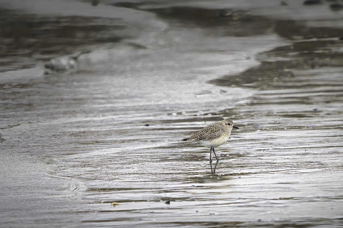 חופזי מנומר - ML646197505