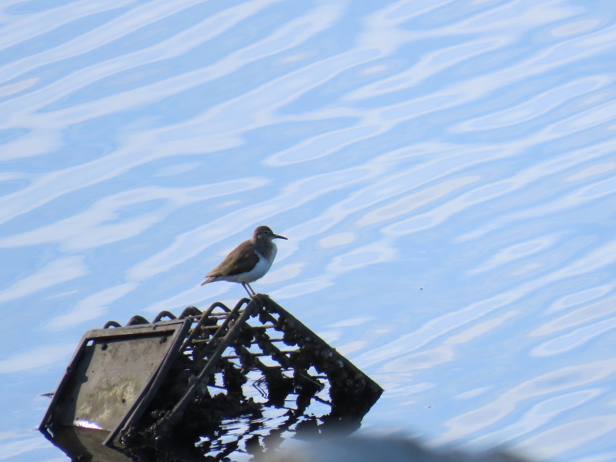 Spotted Sandpiper - ML646197509
