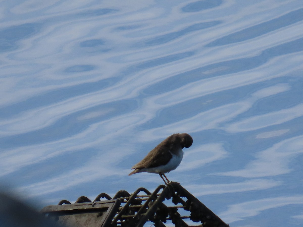 Spotted Sandpiper - ML646197512