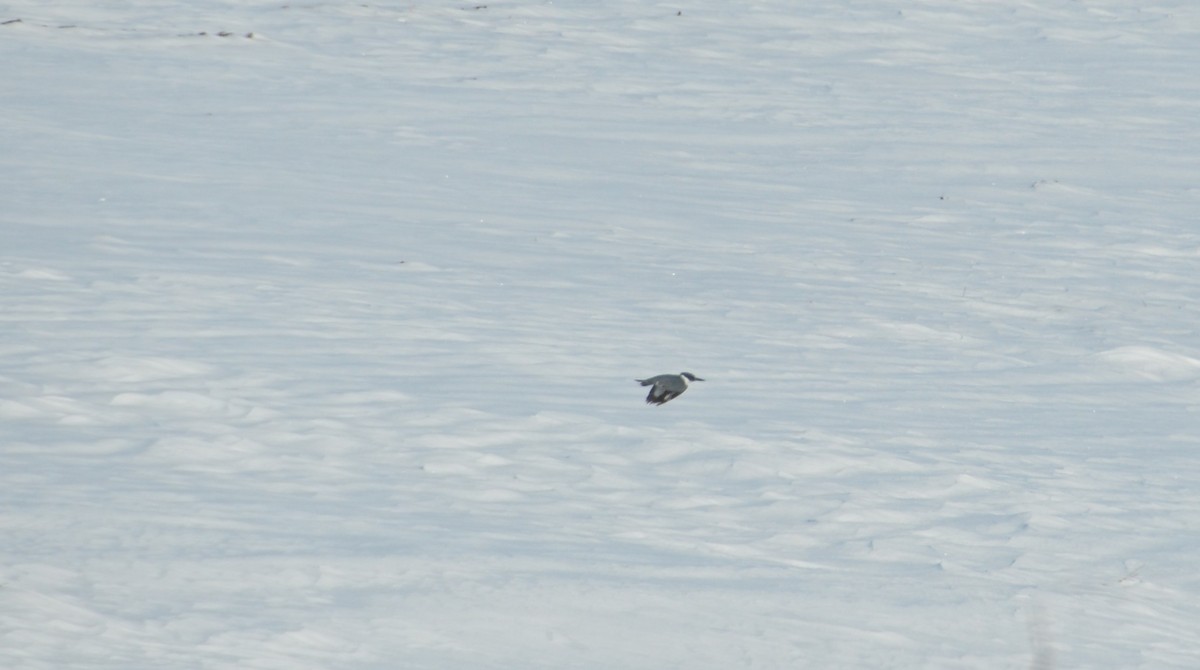 Belted Kingfisher - ML646197513