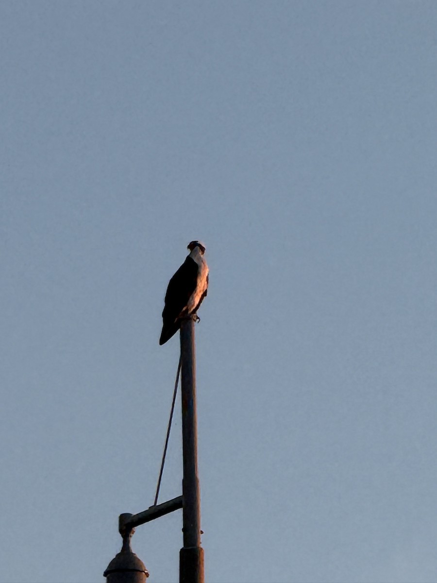 Osprey - ML646197514