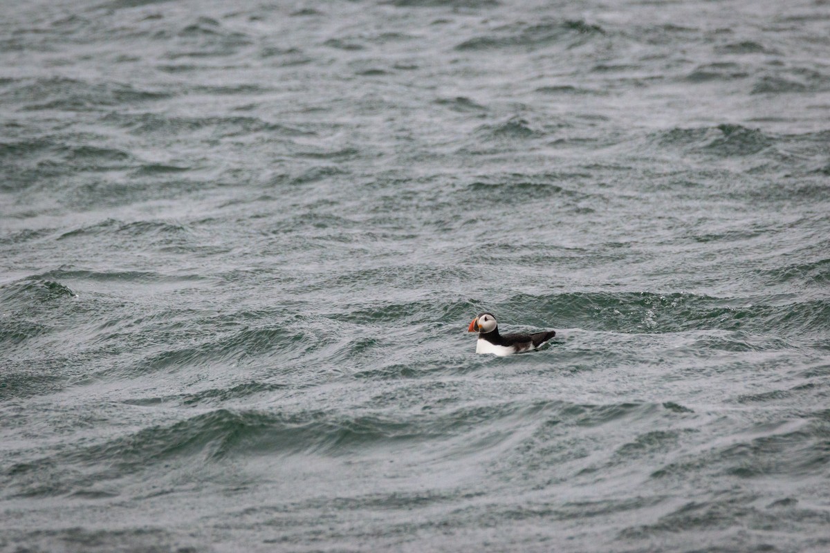 Atlantic Puffin - ML646197517
