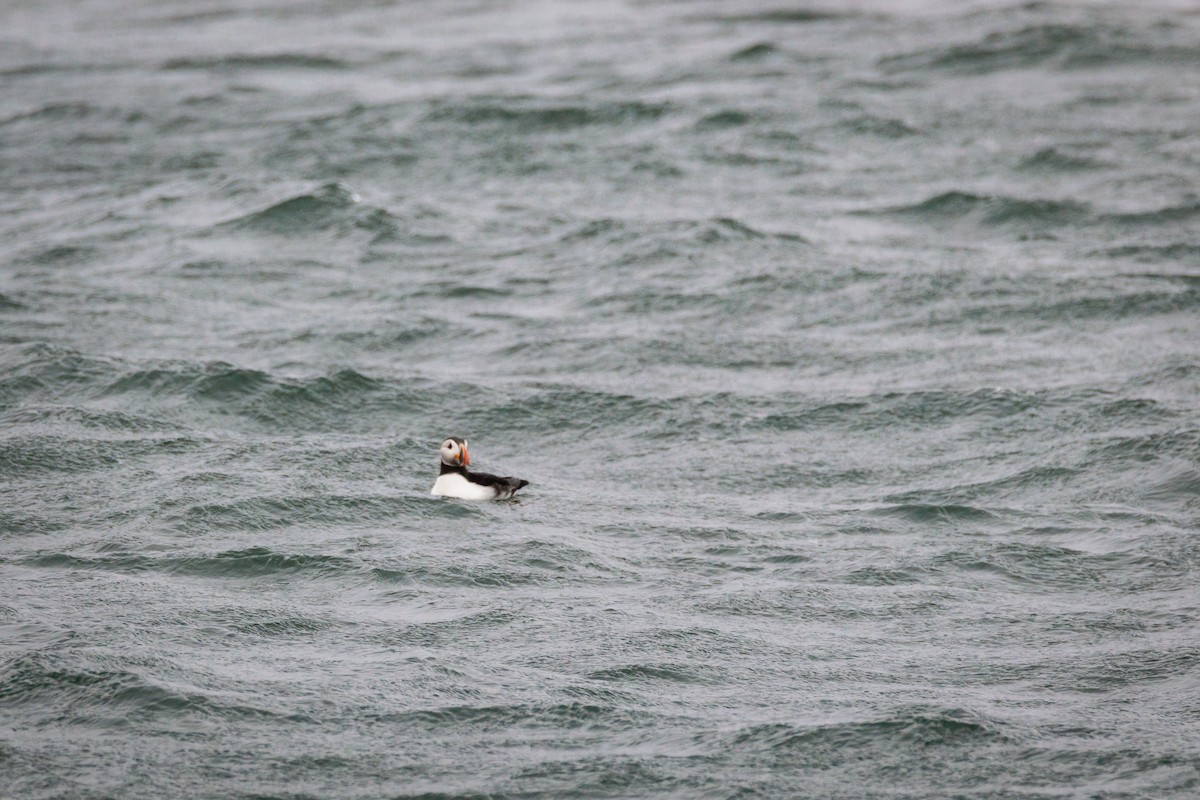 Atlantic Puffin - ML646197518