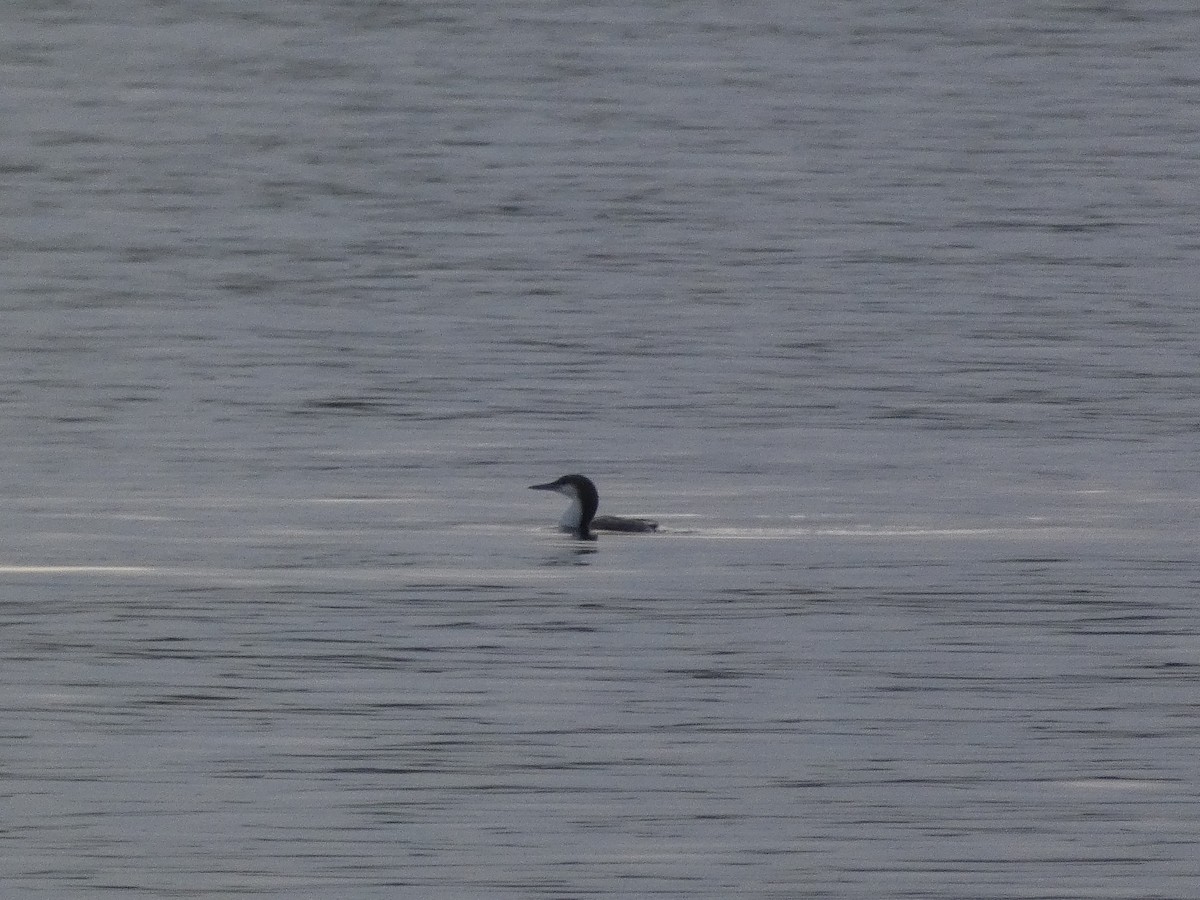 Arctic Loon - ML646197519