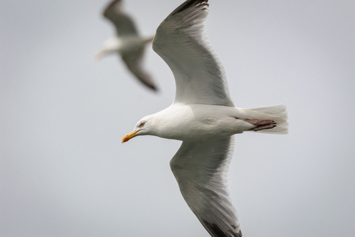 European Herring Gull - ML646197525