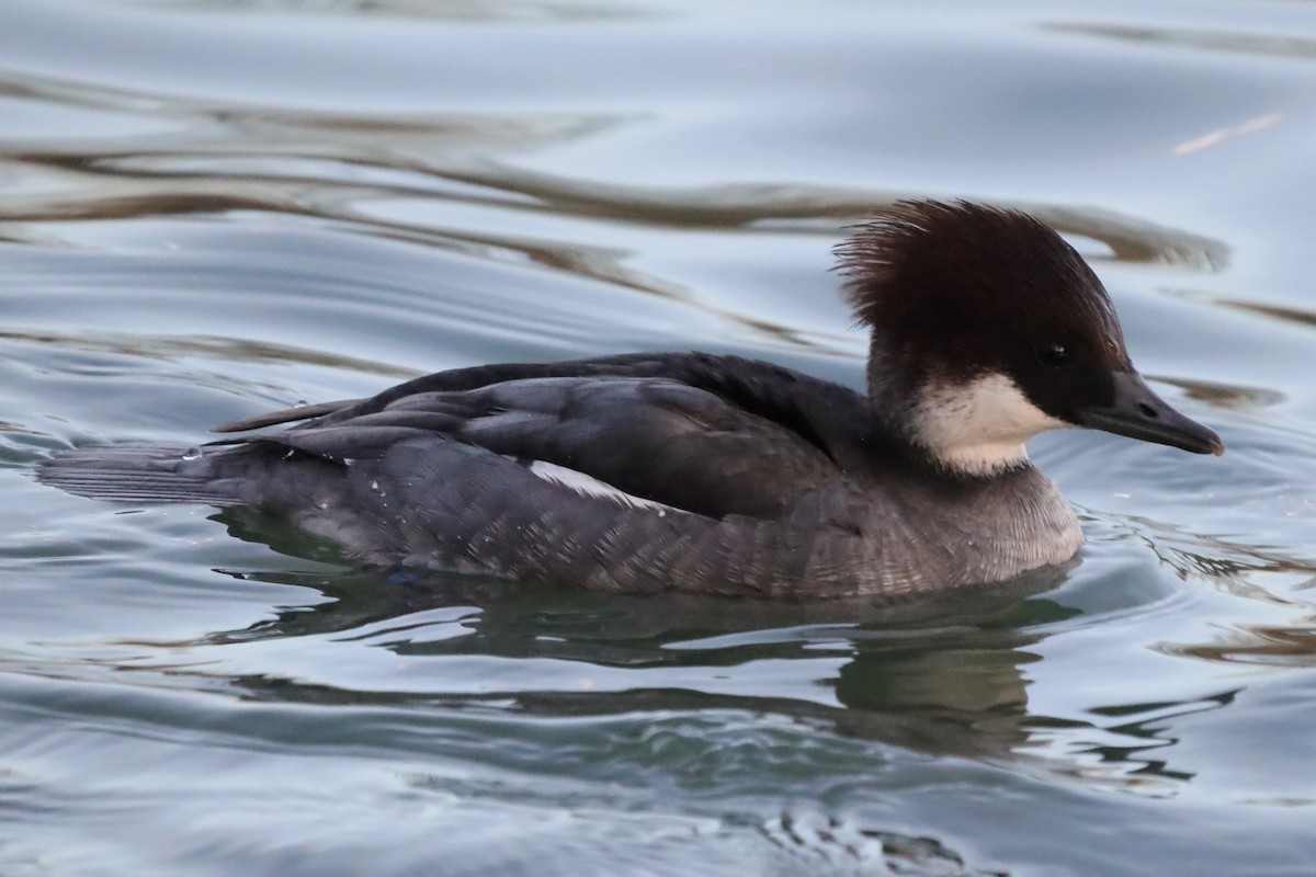 מרגון גמדי - ML646197527