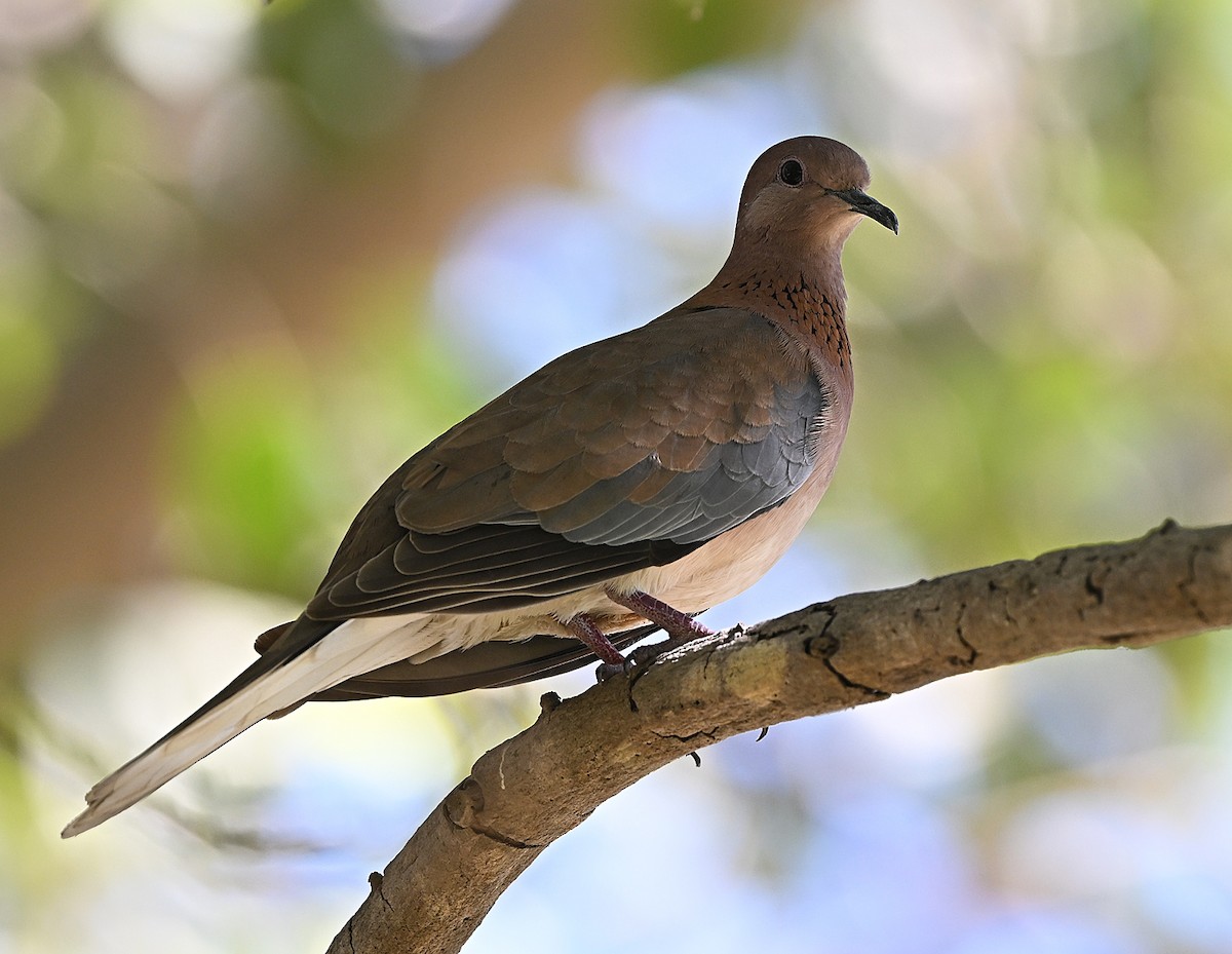 Laughing Dove - ML646197528
