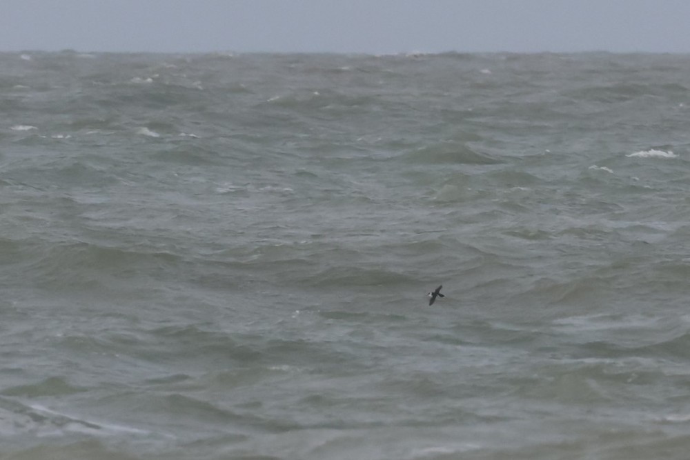 אלקה גמדית - ML646197534