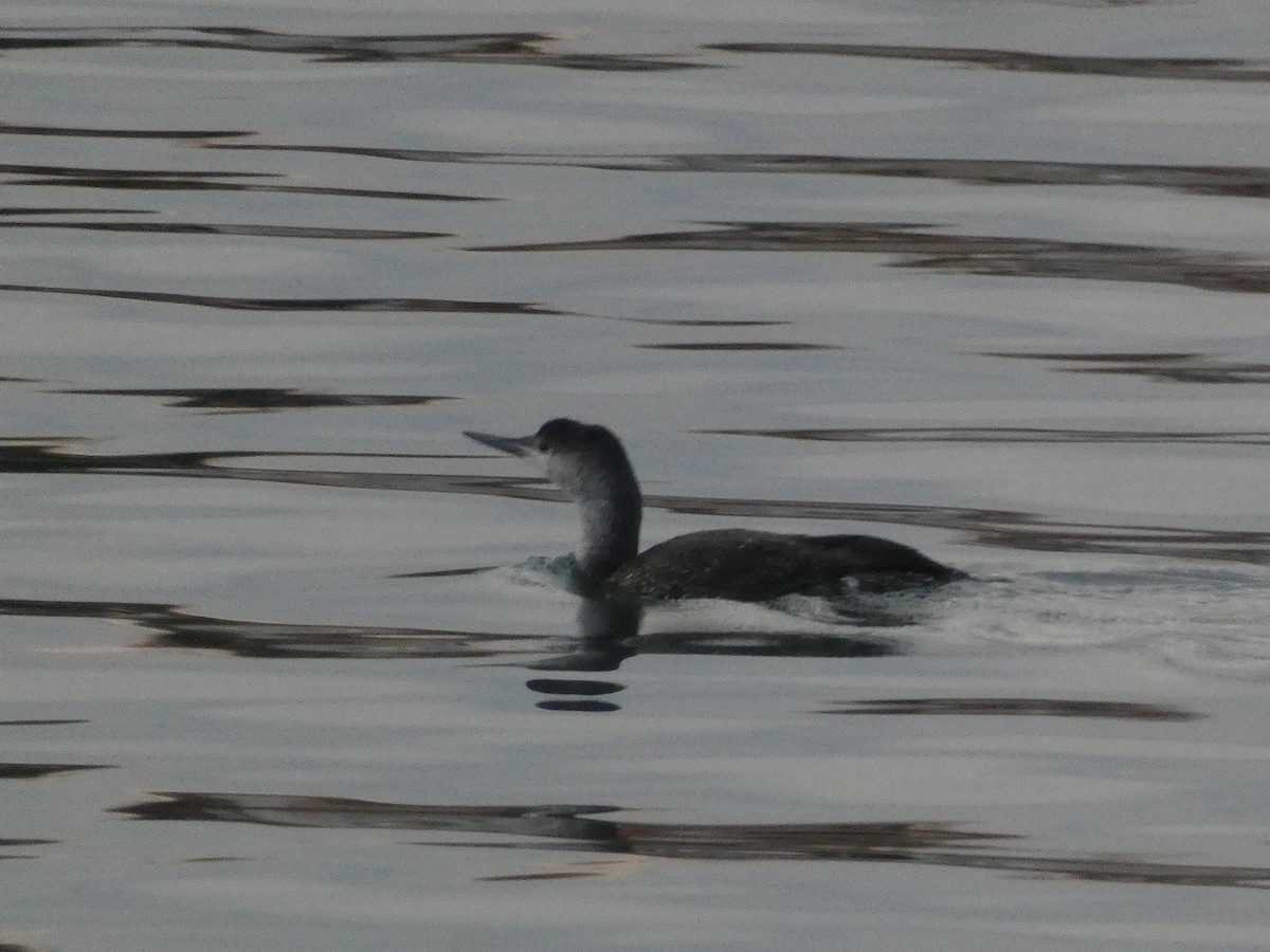 Plongeon catmarin - ML646197535