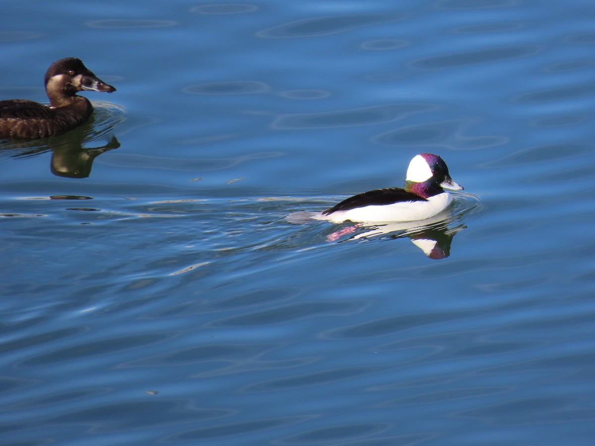 Bufflehead - ML646197536