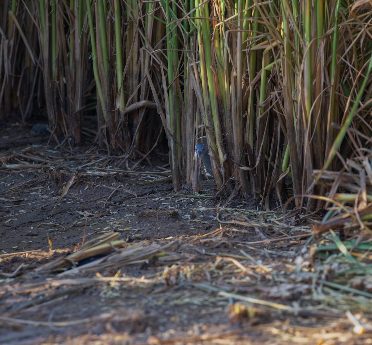 Black Rail - ML646197542