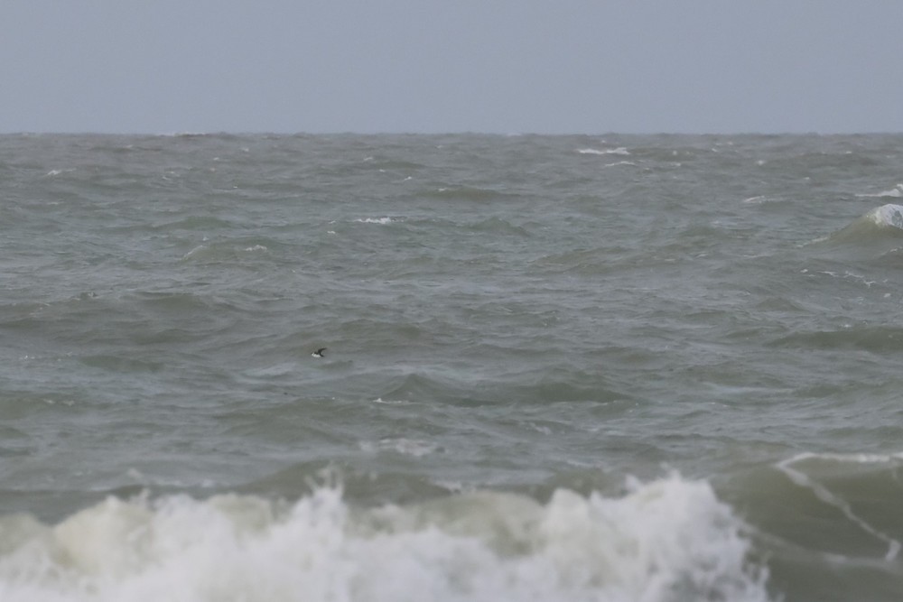 אלקה גמדית - ML646197544