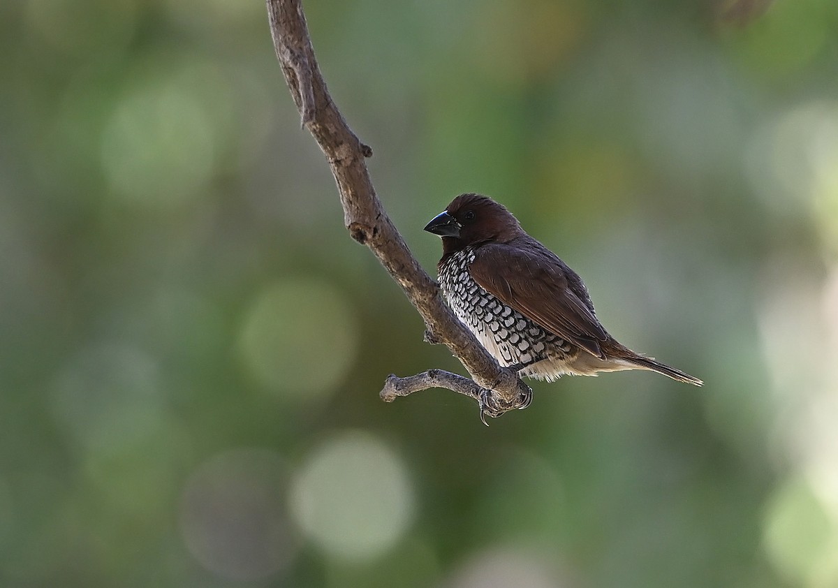 斑文鳥 - ML646197551