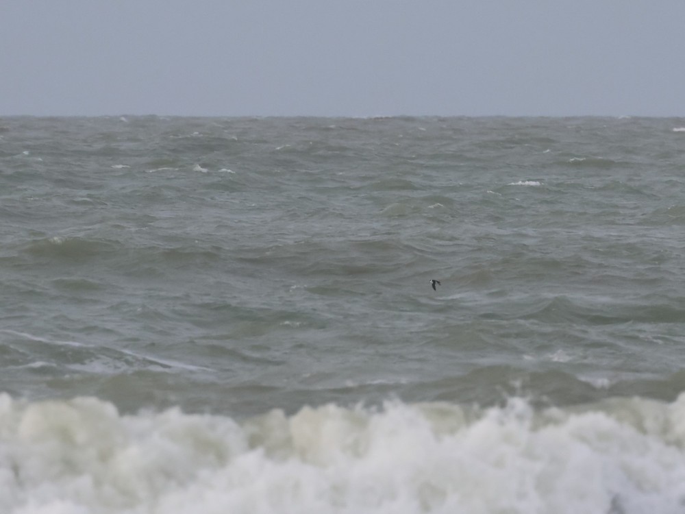 אלקה גמדית - ML646197552