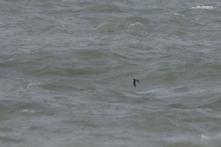 אלקה גמדית - ML646197561