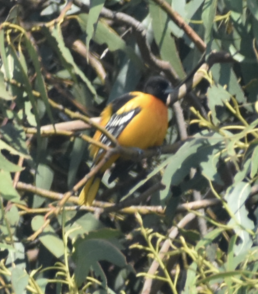 Baltimore Oriole - ML646197575