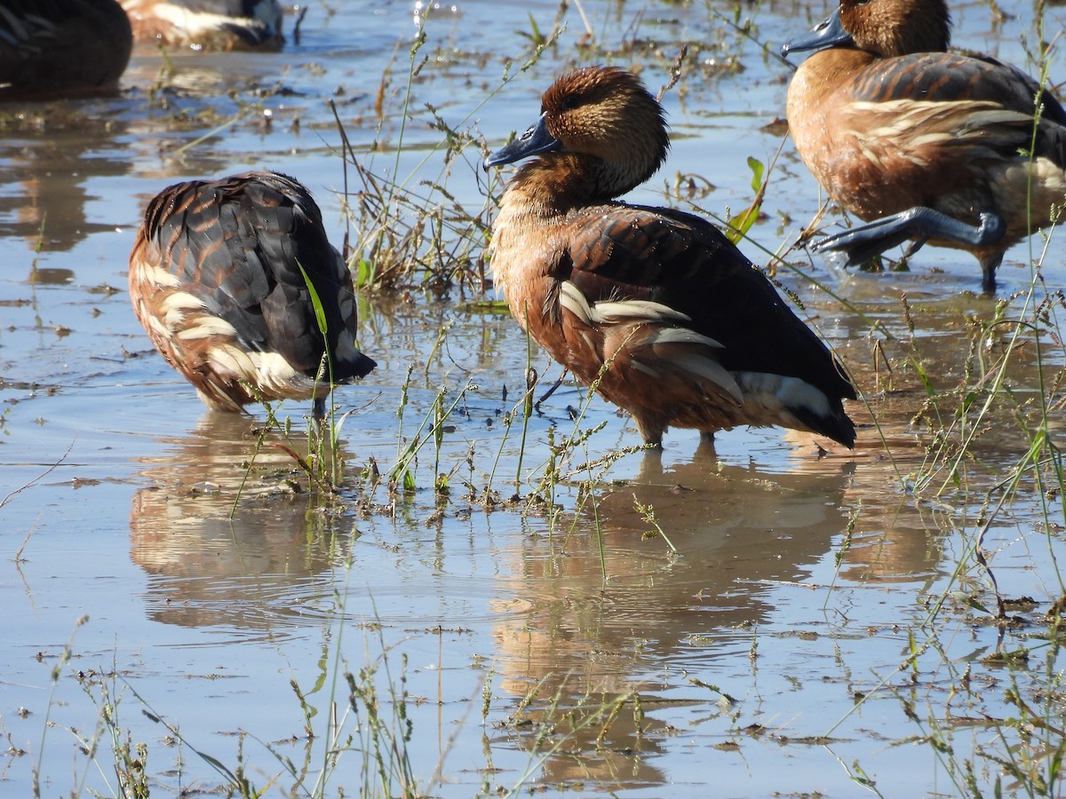 Fulvous Whistling-Duck - ML646197576