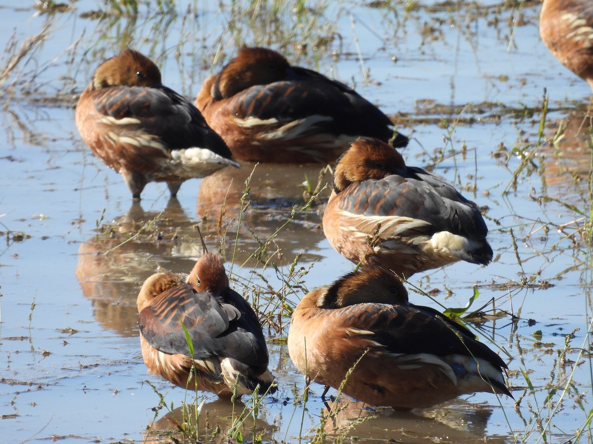 Fulvous Whistling-Duck - ML646197577