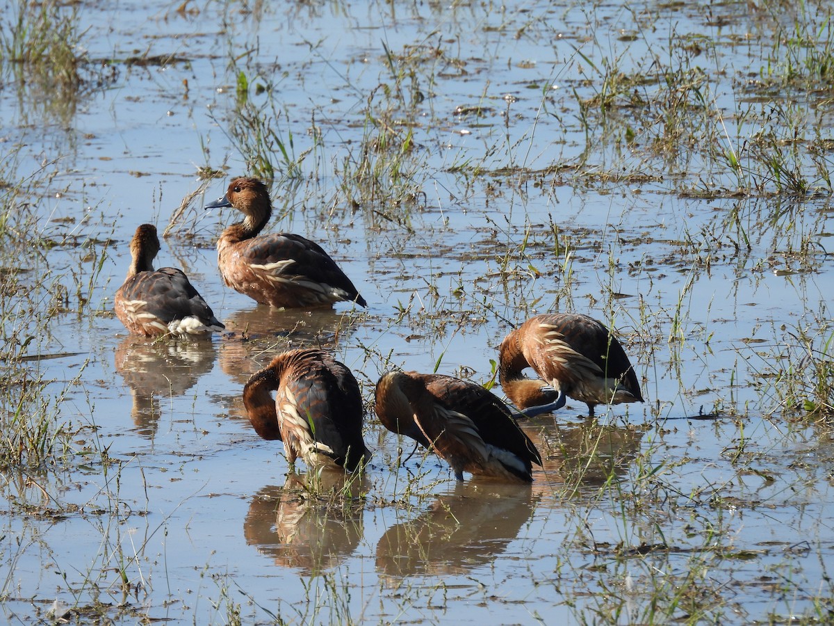 Fulvous Whistling-Duck - ML646197578