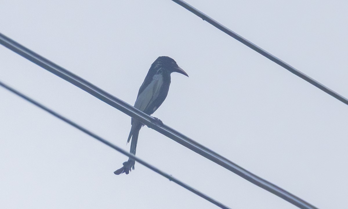Hair-crested Drongo (Hair-crested) - ML646197580
