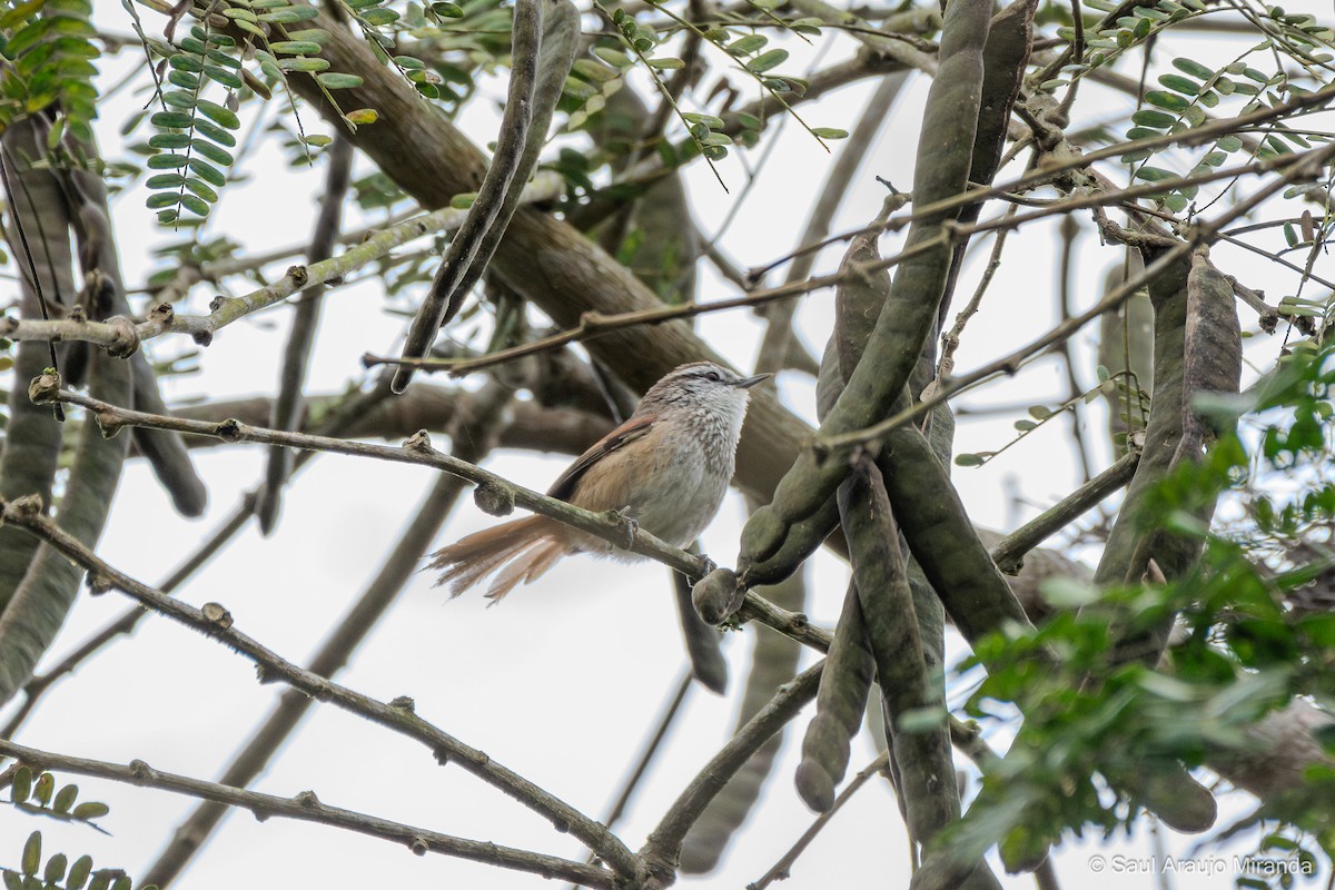 Necklaced Spinetail - ML646197581
