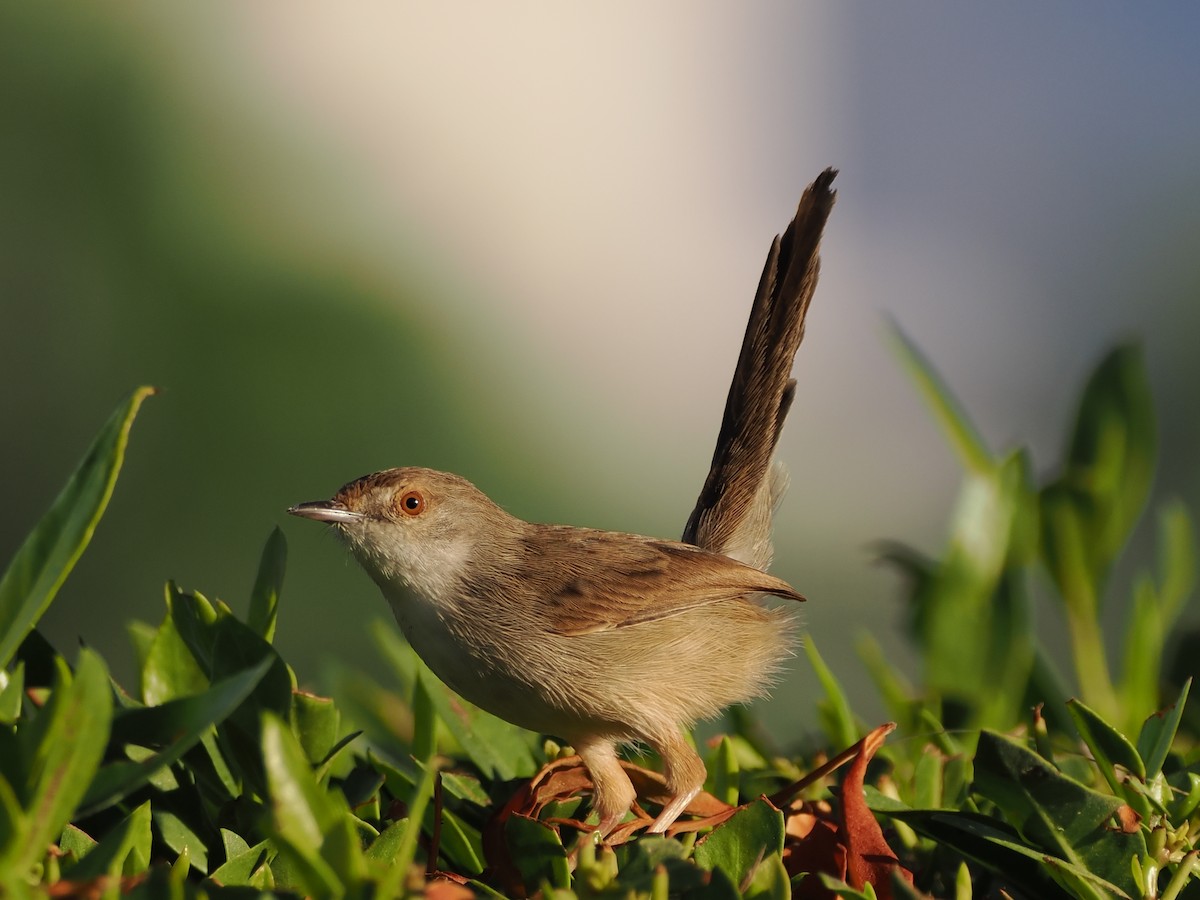 Принія афро-азійська - ML646197582