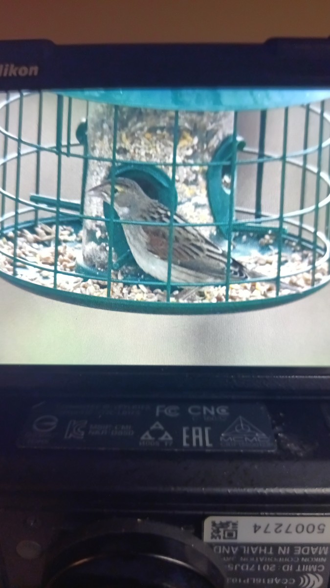 Dickcissel - ML646197584