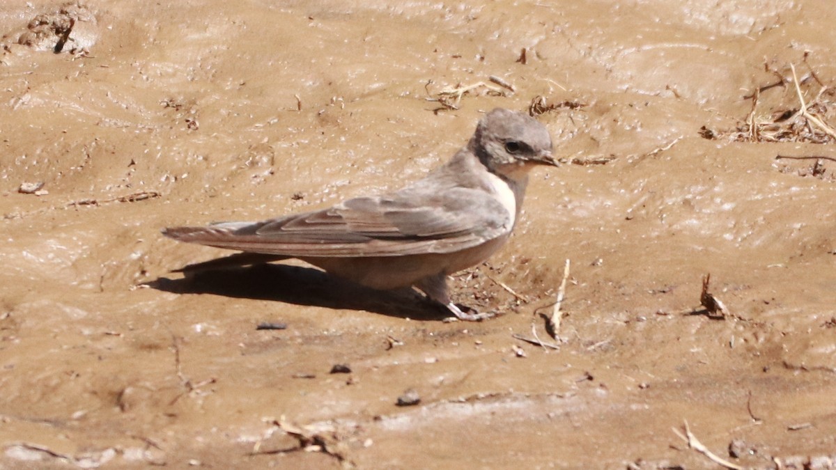 Southern Crag-Martin - ML646197587