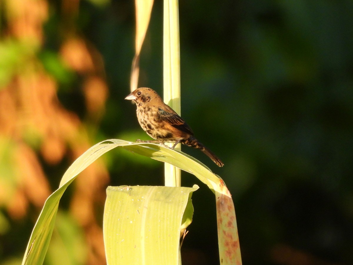 Blue-black Grassquit - ML646197589