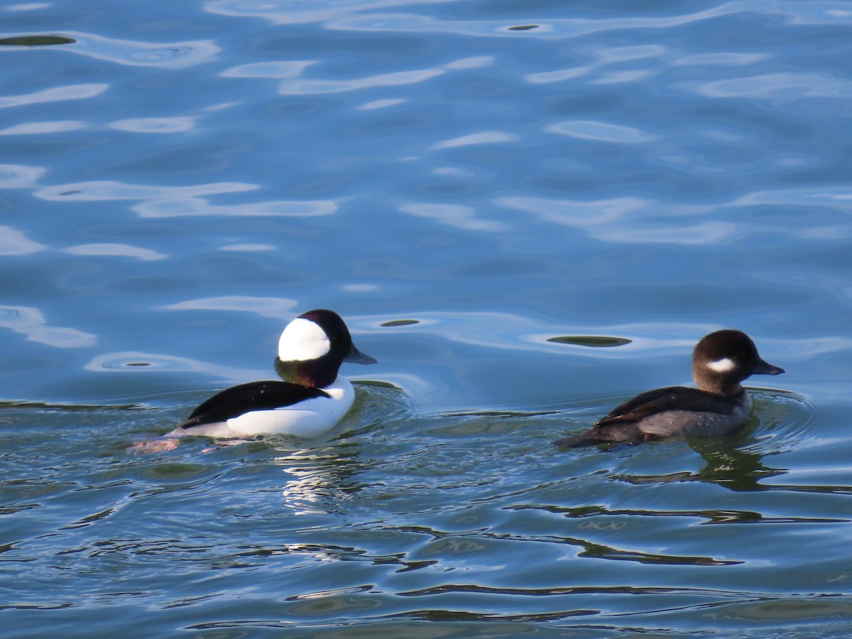 Bufflehead - ML646197591