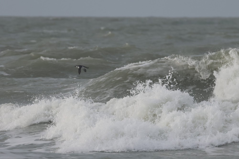 alkoun úzkozobý - ML646197592