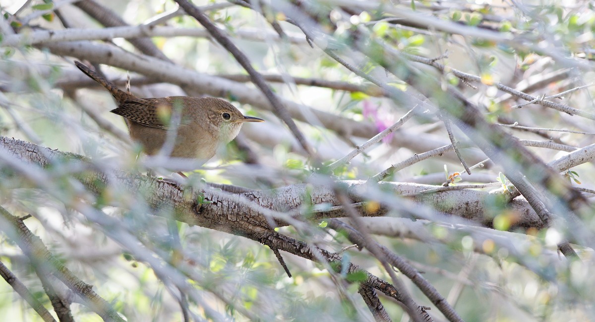 Northern House Wren (Northern) - ML646197594