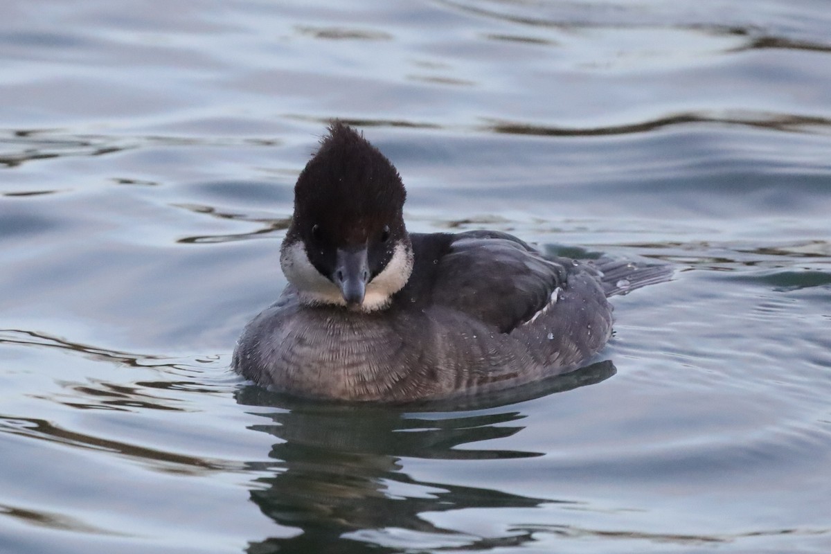 מרגון גמדי - ML646197595
