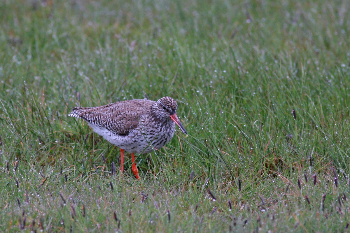 赤足鷸 - ML646197596