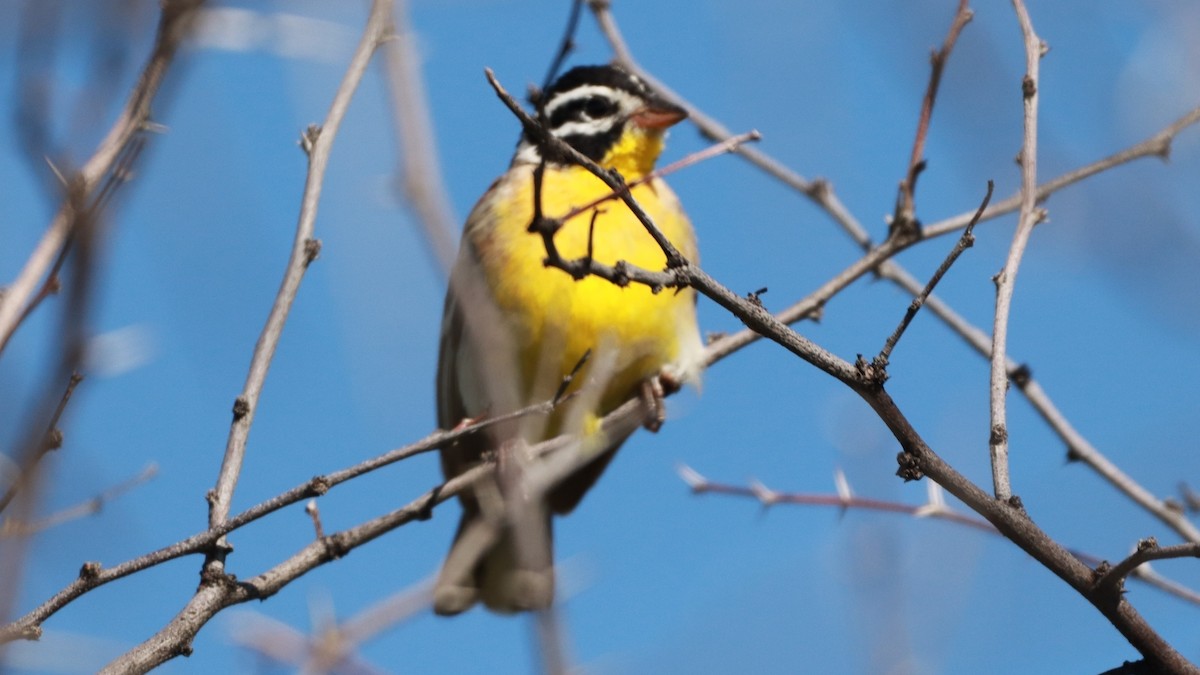 Golden-breasted Bunting - ML646197598