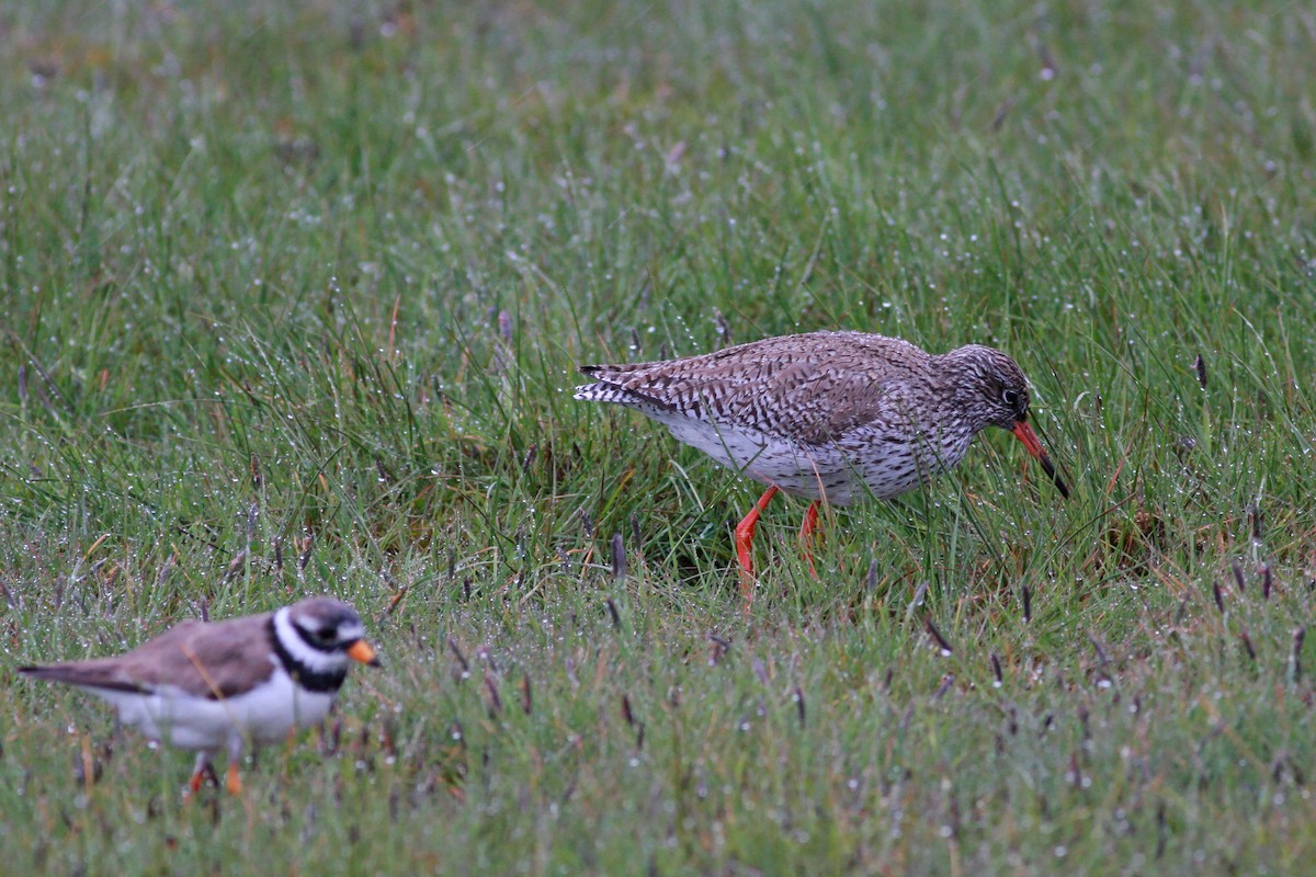 赤足鷸 - ML646197599