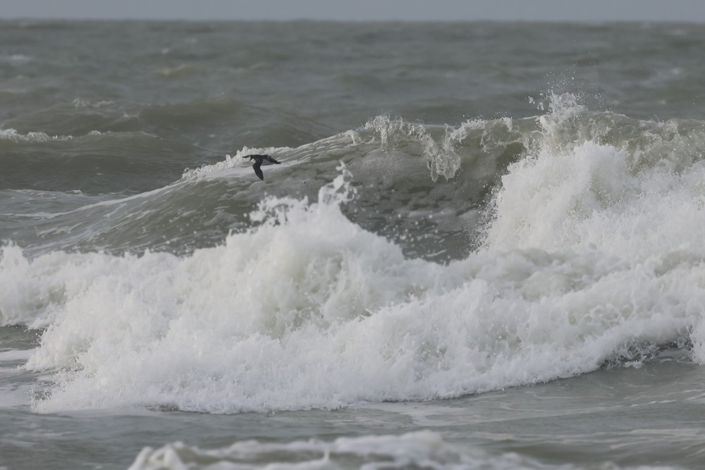 崖海鴉 - ML646197601