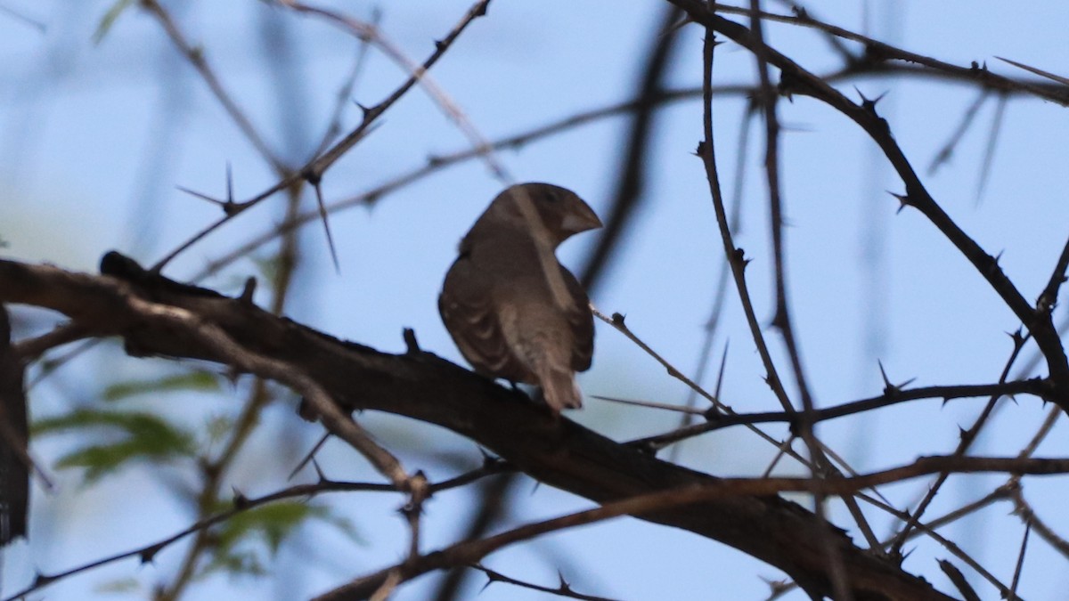 Red-headed Finch - ML646197602