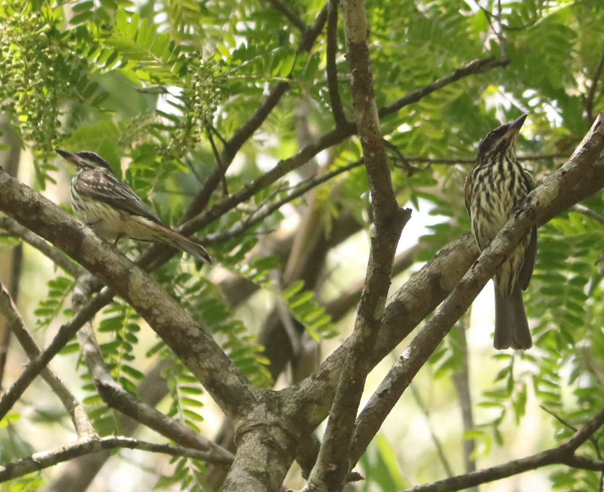 Streaked Flycatcher - ML646197603