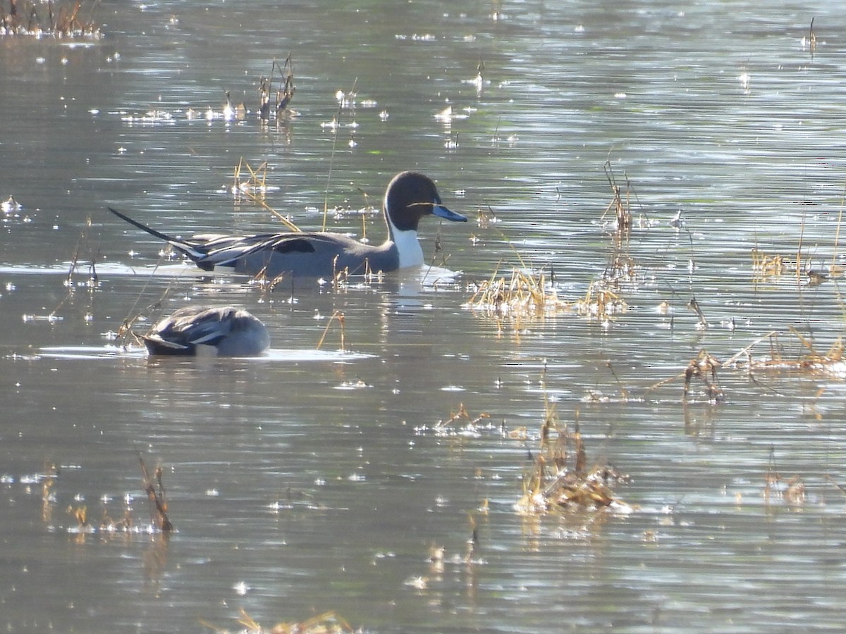 尖尾鴨 - ML646197604