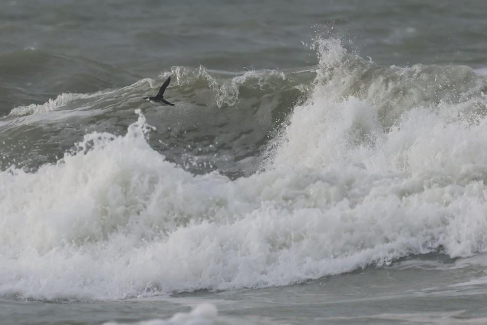 崖海鴉 - ML646197605