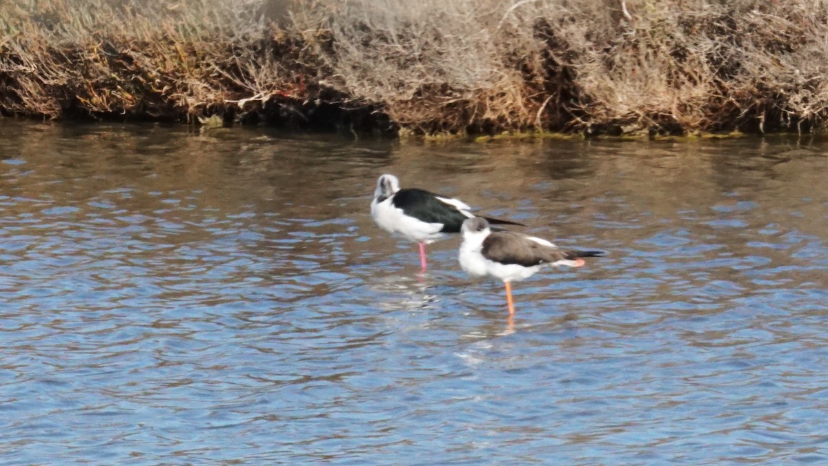 高蹺鴴 - ML646197606