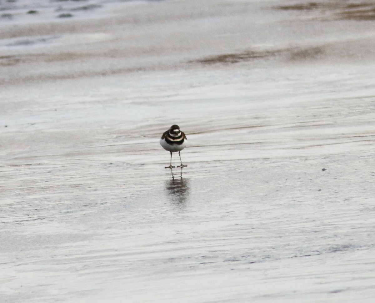 Killdeer - ML646197608