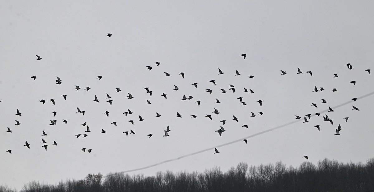 野鴿(野化) - ML646197609