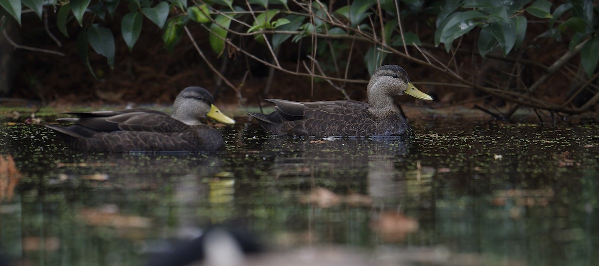 American Black/Mottled Duck - ML646197610