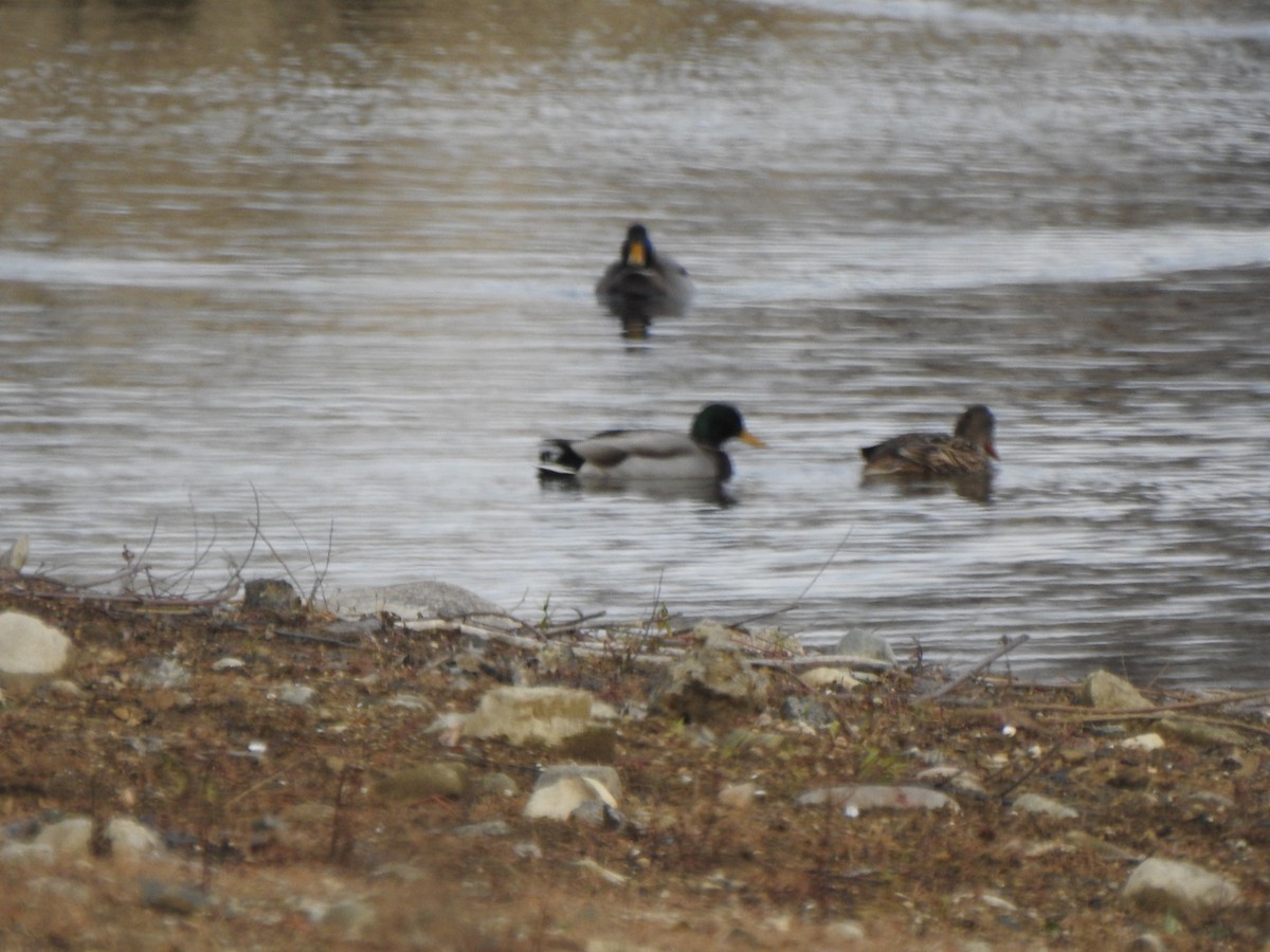 綠頭鴨 - ML646197613