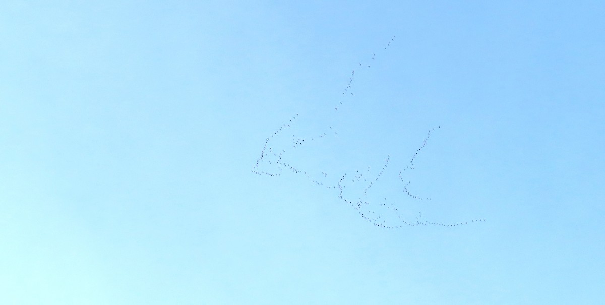 Canada Goose - ML646197614