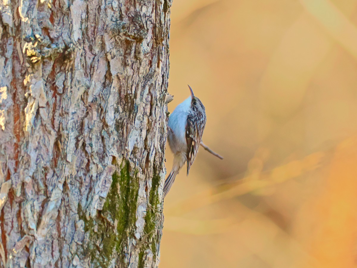 Brown Creeper - ML646197615