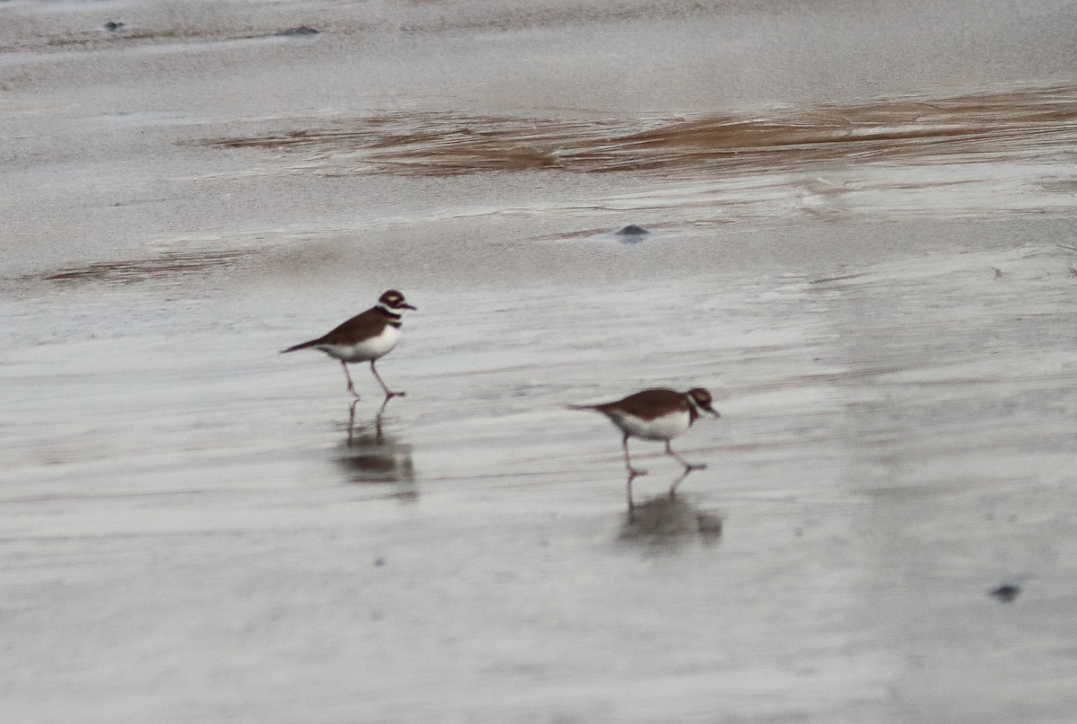 Killdeer - ML646197616