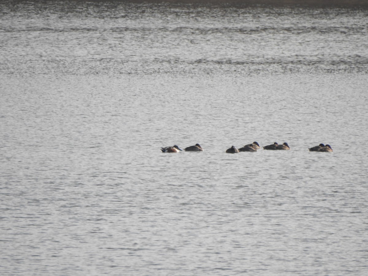 琵嘴鴨 - ML646197617